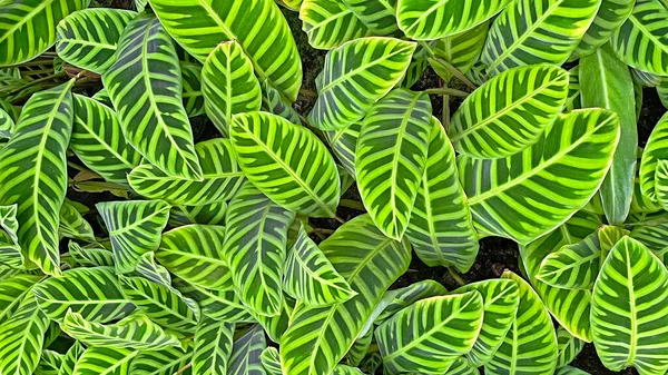 Frescura Livre Folhas Verdes Plantas Fundo Texutred Natural Vista Superior — Fotografia de Stock