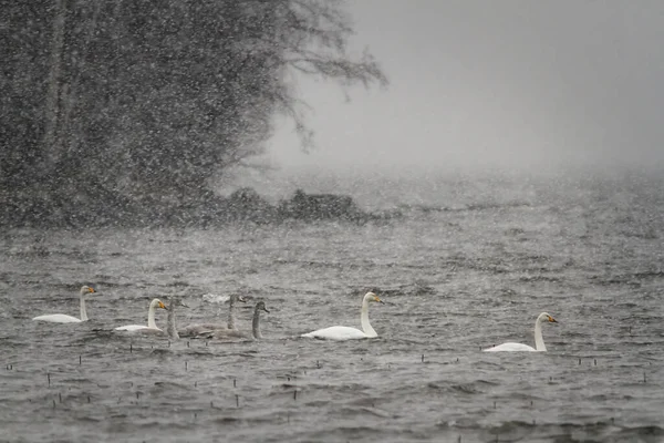 Schwanenfamilie Cygnus Cygnus Harten Schneefall Die Schwäne Sind Auf Wanderschaft — Stockfoto