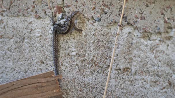 Jaszczurka Zwyczajna Zootoca Vivipara Cieszy Się Ciepłem Ściany Domu — Wideo stockowe