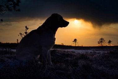 Köpek bataklıktaki açık araziye bakıyor. Dramatik bir günbatımında.