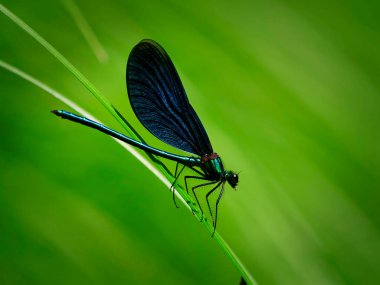 Güzel matmazel (Calopteryx virgo) avını yer..