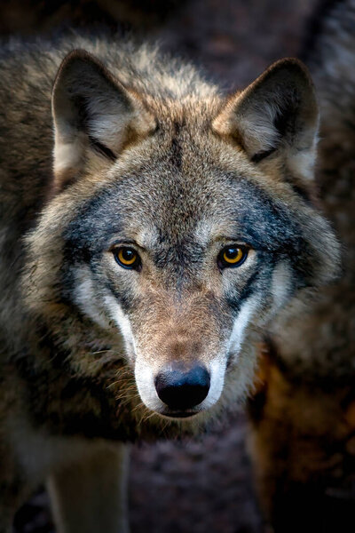 Close up of a wolf (Canis lupus) looking straight towards