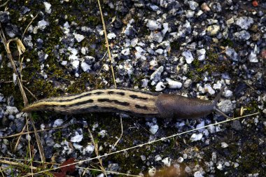 Ülkedeki (limax Cinereoniger) bir kapatma.