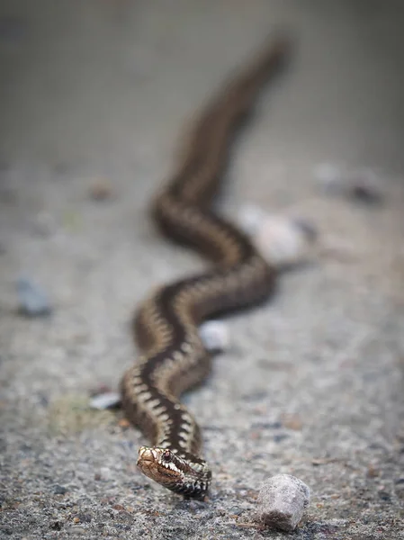 Uma Cobra Vipera Berus Rasteja Uma Estrada Terra — Fotografia de Stock