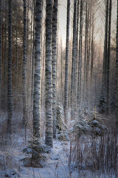 Vidoeiros Jovens Floresta Inverno — Fotografia de Stock
