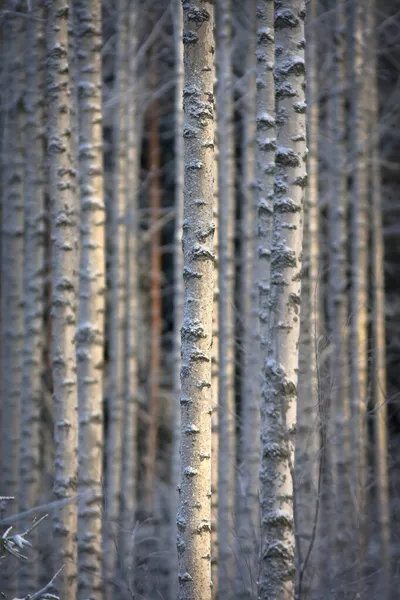 Unga Björkar Vinterskogen — Stockfoto