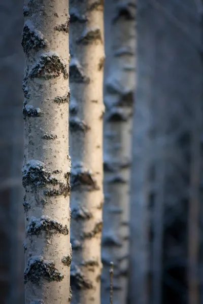 Giovani Betulle Nella Foresta Invernale — Foto Stock