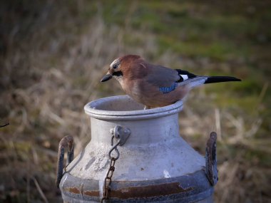 Güzel ve renkli Avrasyalı Jay (Garrulus glandarius) ve eski alüminyum süt testisi.