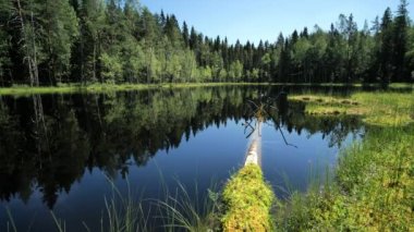 Yazın Idyllic orman göleti. Vahşi doğadaki güzel sakin orman göleti.