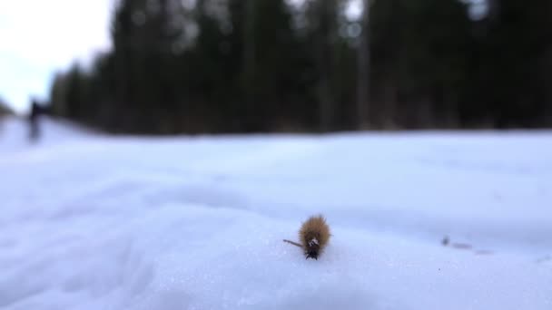 Borboleta Caterpillar Inverno Neve Esta Borboleta Acordou Muito Cedo Primavera — Vídeo de Stock