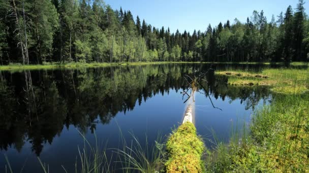 夏には牧歌的な森の池 自然の中で美しい穏やかな森の池 — ストック動画