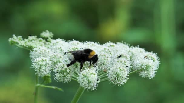 Bumblebee Succhia Nettare Molti Altri Insetti Anche Sulla Stessa Infiorescenza — Video Stock