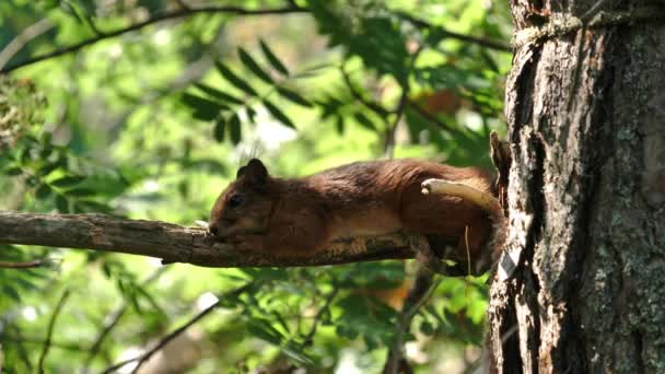 枝の上に眠そうなリス Sciurus Valgaris 暑さと風の強い日枝の上でリラックスしてください — ストック動画