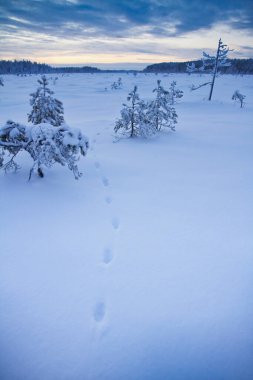 Kışın bataklıktaki tilki izleri. Bataklıkta bir tilkinin gece izleri var..