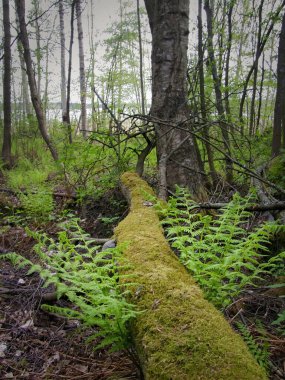 Eski bir ağacın altında yeni bir eğrelti otu yetişiyor..