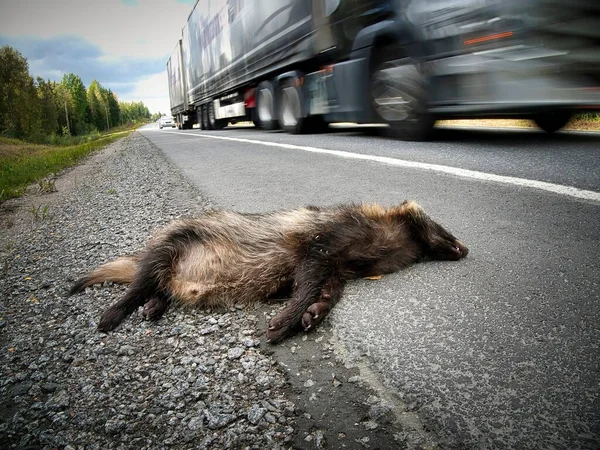 Der Verkehr Tötet Ein Toter Waschbärhund Nyctereutes Procyonoides Der Mit — Stockfoto