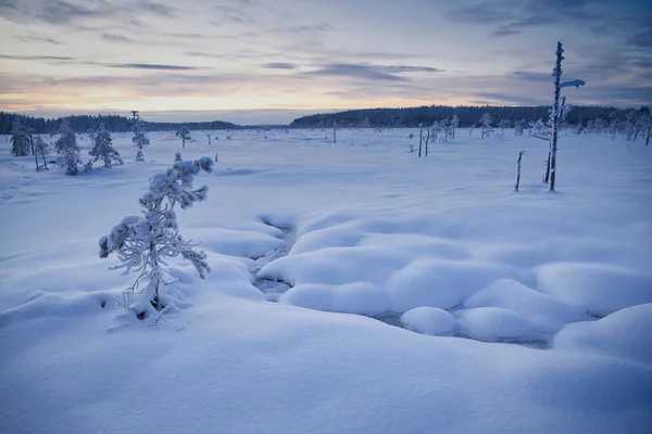 Área Protegida Brejo Meados Inverno Tão Limpa Branca Neve Pântano — Fotografia de Stock