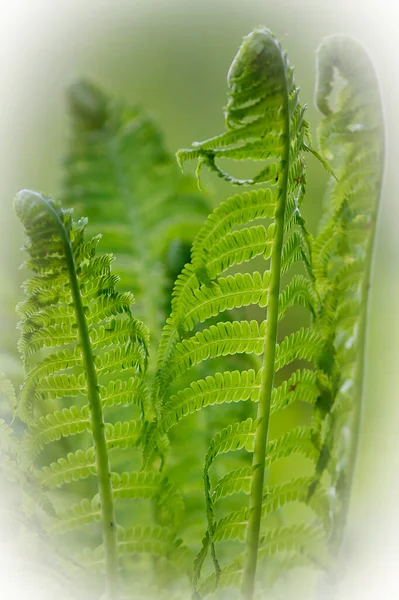 Fern Grows Rolls Open Very Decorative Plant — Stock Photo, Image