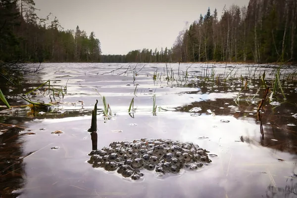 A frog spawn floats on the surface of a forest lake.