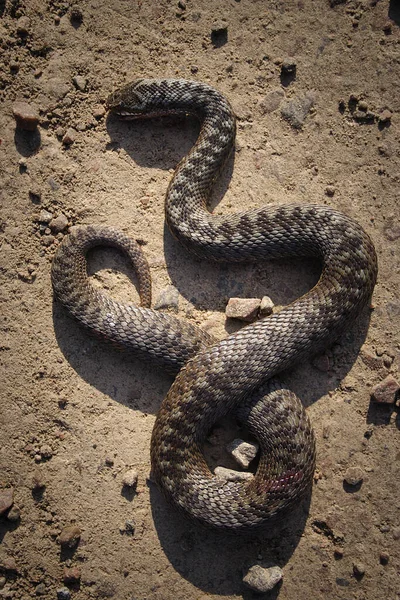 Trafiken Dödar Vanlig Huggorm Vipera Berus Död Bilen — Stockfoto