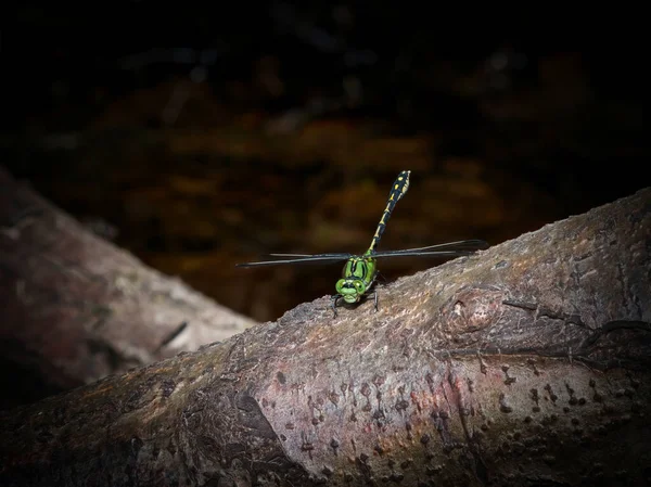 Rabo Cobra Verde Ophiogomphus Cecilia Libélula Guarda Seu Território Borda — Fotografia de Stock
