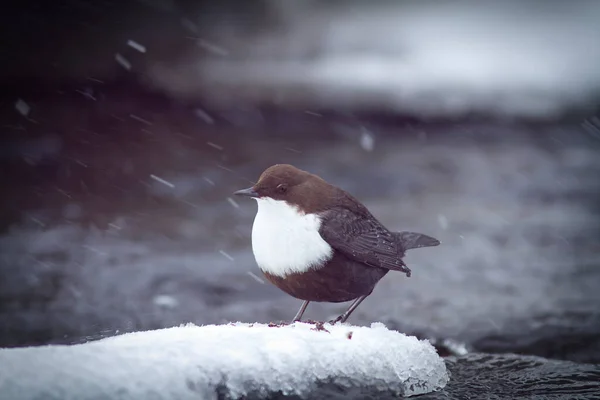 White Throated Dipper Cinclus Cinclus Sits Snowy Icy Rock Snowfall — 스톡 사진
