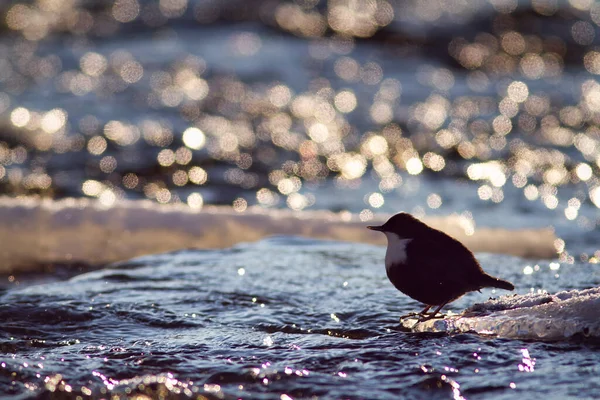 White Throated Dipper Cinclus Cinclus Stands Water Observes Environment Backlight — Stock Photo, Image