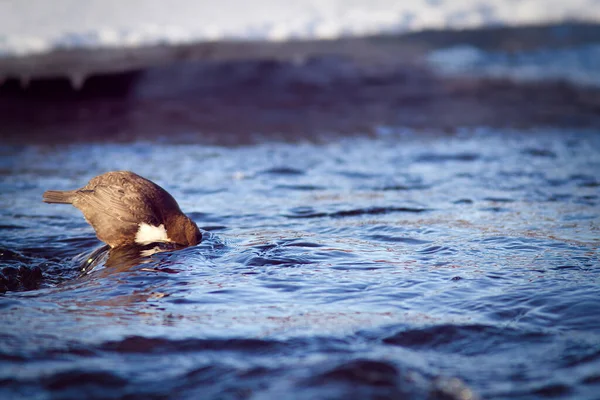 Witkeeldipper Cinclus Cinclus Rivier Vogel Gluurt Onder Water Als Voedsel — Stockfoto