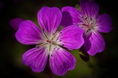 Ahşap turna gagası (Geranium sylvaticum) çiçek yaprakları.