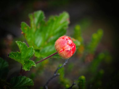 Cloudberry (Rubus chamaemorus) bataklıkta yetişir..