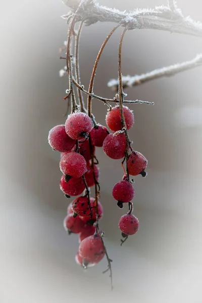 Les Groseilles Rouges Congelées Toujours Accrochées Buisson — Photo