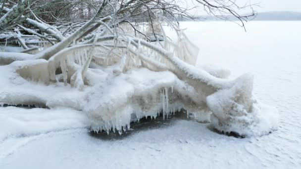 После Мороза Озеро Замерзло Сделало Большое Ледяное Искусство Ветви Ивового — стоковое видео