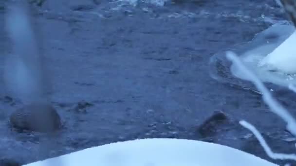Lutra Lutra 正试图在河底觅食 母亲教小狗怎么做 伴随着河声 — 图库视频影像