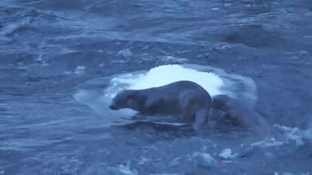 Twee Otters Lutra Lutra Die Winter Rivier Vissen Ene Een — Stockvideo
