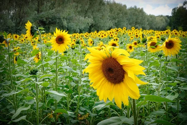 Соняшники Helianthus Annuus Ростуть Полі Велика Група Приносять Колір Ландшафт — стокове фото