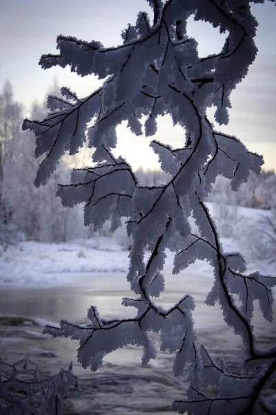 Ramos Gelados Junto Rio Hoarfrost Decorou Ramo Para Ser Bonito — Fotografia de Stock