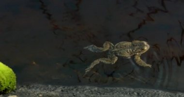 Kurbağa (Bufo bufo) orman gölünde yüzer ve yüzer..