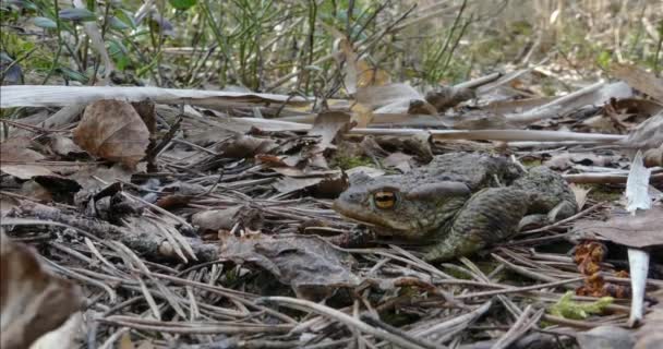 Sapo Bufo Bufo Caminho Uma Lagoa Desova Primavera — Vídeo de Stock