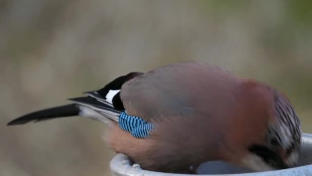 Eurasian Jay Garrulus Glandarius Har Hittat Nötter Locket Gammal Mjölkkanna — Stockvideo