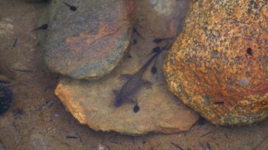 Pürüzsüz Newt (Lissotriton vulgaris) dişi, küçük kurbağa yavrularıyla dolu bir gölette..