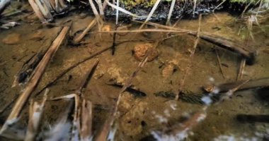 Yumuşak semender (Lissotriton vulgaris) erkek kurbağa yavrularıyla bir gölette yüzüyor.