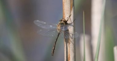 Downy Emerald (Cordulia aenea) ilk uçuşuna başlamadan önce kanatlarında sıvı pompalıyor.