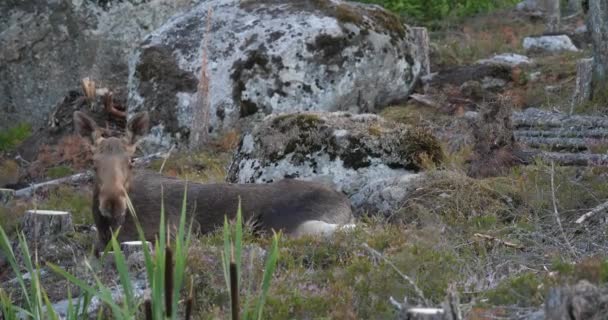 Alce Alces Alces Deitado Uma Floresta Suas Orelhas Grandes Ouvem — Vídeo de Stock