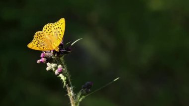 Gümüş yıkanmış fritiller (Argynnis paphia) nektar emmek için devedikenine gelmişlerdir. Güzel, büyük bir gün kelebeği.