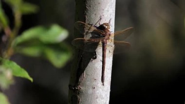 Kahverengi Hawker yusufçuğu (Aeshna grandis) ağaç gövdesinde güneşin sıcaklığından zevk alır..