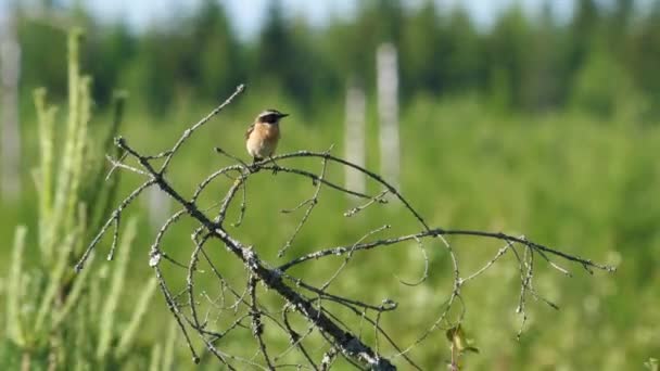 Whinchat Saxicola Rubetra Sits Branch Strong Wind — Stock Video