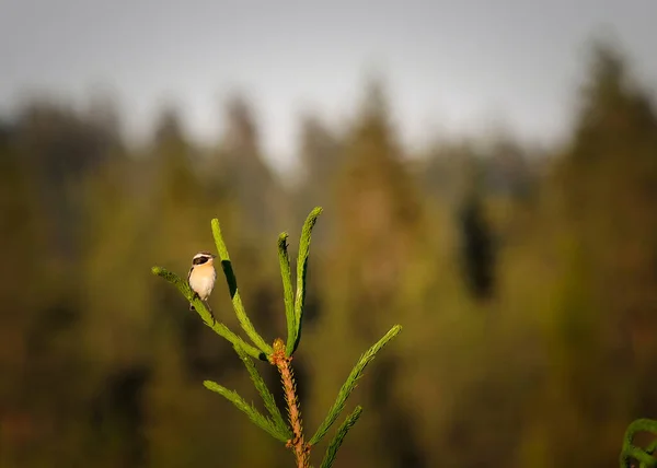 Whinchat Saxicola Rubetra 坐在小云杉的顶部 这是一个美丽多彩的男人 — 图库照片