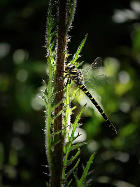 Golden Ringed Dragonfly Cordulegaster Boltonii Hanging Thistle Beautiful Big Dragonfly — Foto de Stock
