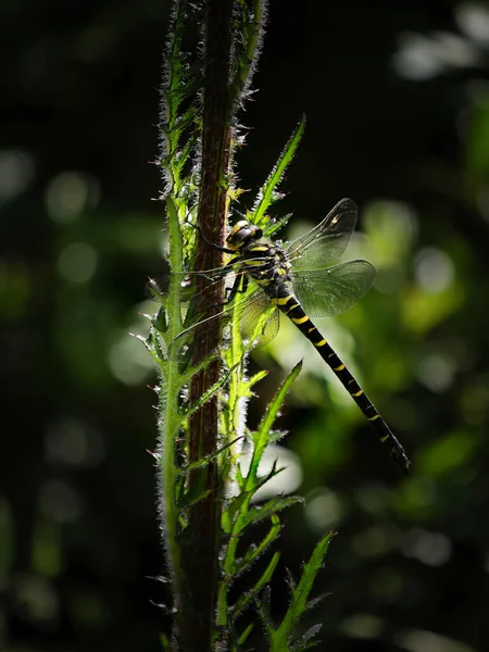 Altın halkalı yusufçuk (Cordulegaster boltonii) bir devedikeni üzerinde asılı duruyor. Çok güzel ve büyük bir yusufçuk..