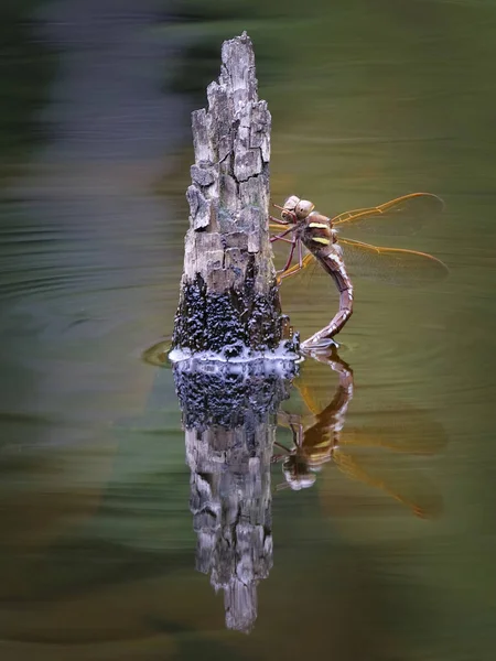 Brown Hawker Dragonfly Aeshna Grandis Hona Lägger Ägg Sumpdamm — Stockfoto